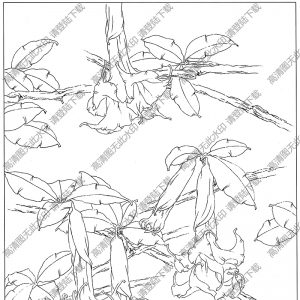 曼陀罗白描线稿13高清图片下载