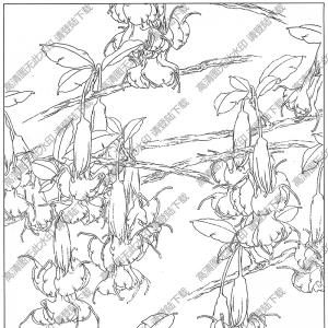 曼陀罗白描线稿15高清图片下载