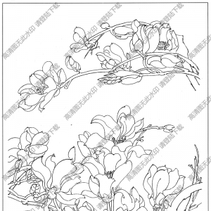 玉兰白描线稿12高清图片下载