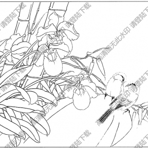 洋兰花白描线稿35高清图片下载