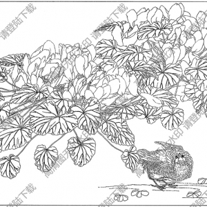 兔耳兰花白描线稿36高清图片下载