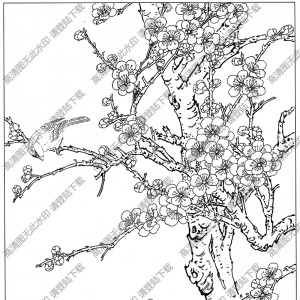 梅花线描画底稿11高清大图下载