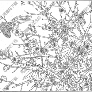 梅花白描线稿13高清图片下载