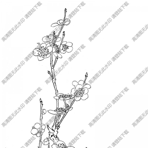 梅花白描图片20高清下载