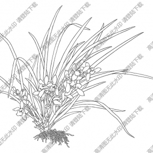 兰花白描线稿51高清图片下载