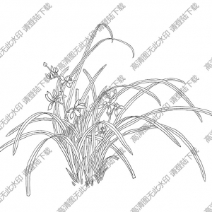 兰花白描线稿52高清图片下载