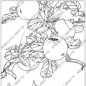 草虫白描图片2高清下载