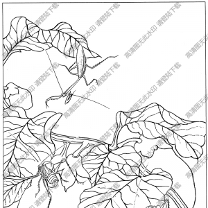 草虫白描图片3高清下载