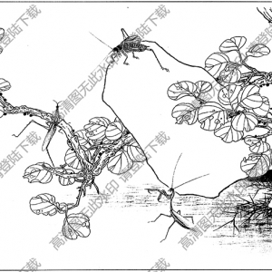 草虫白描线稿13高清图片下载