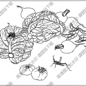 草虫白描线稿14高清图片下载