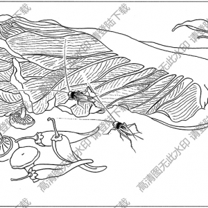 草虫白描线稿17高清图片下载